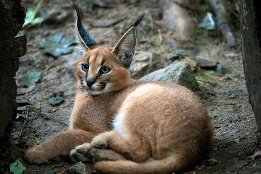 How to buy serval or caracal kitten successfully!